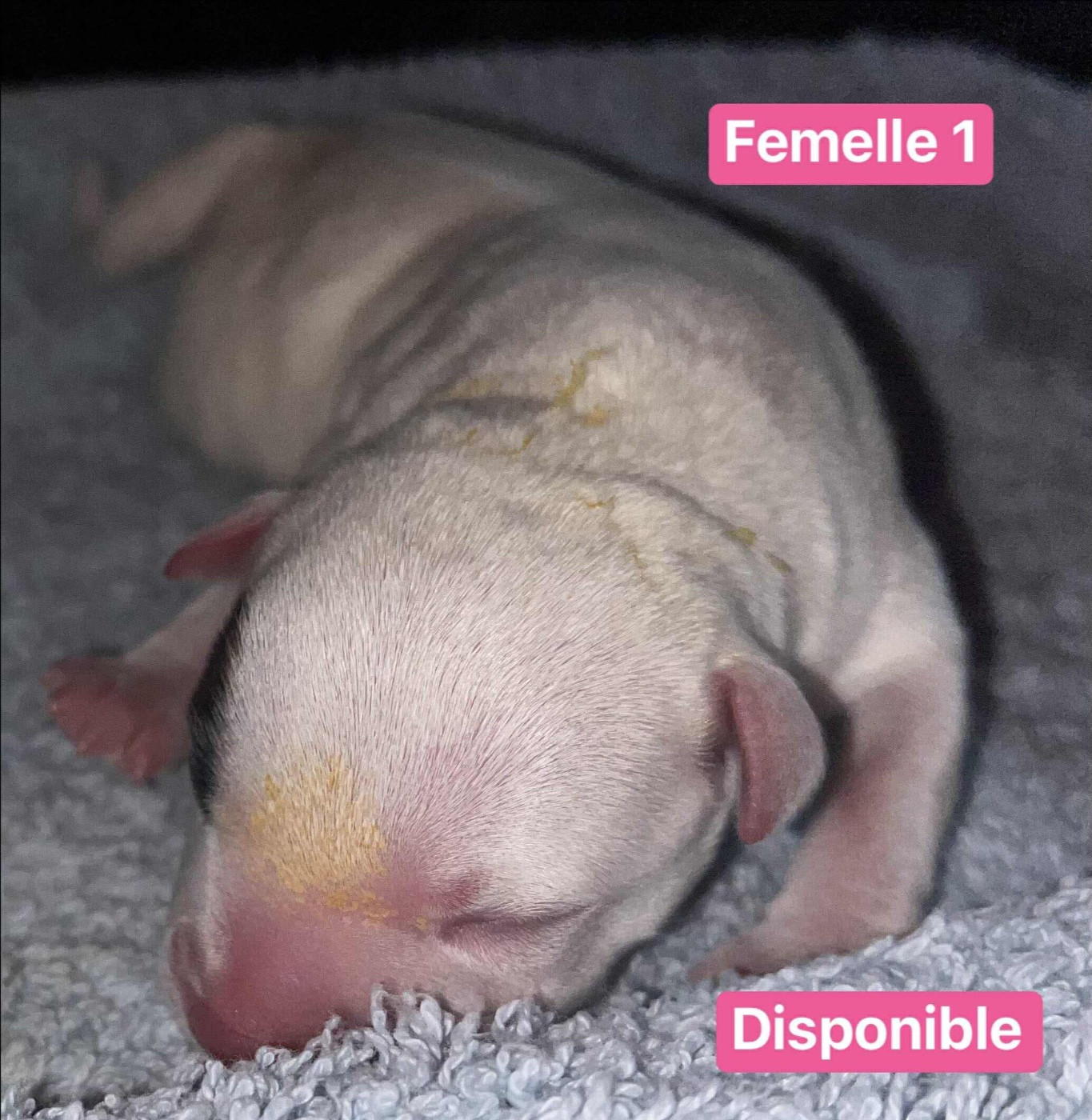 Du Clan De Sparte - Chiots disponibles - Staffordshire Bull Terrier