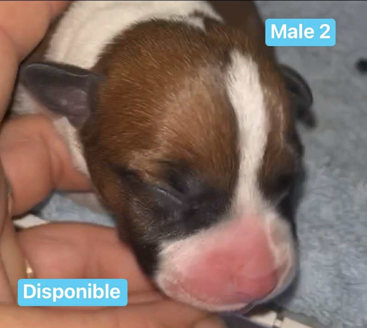 Du Clan De Sparte - Chiots disponibles - Staffordshire Bull Terrier