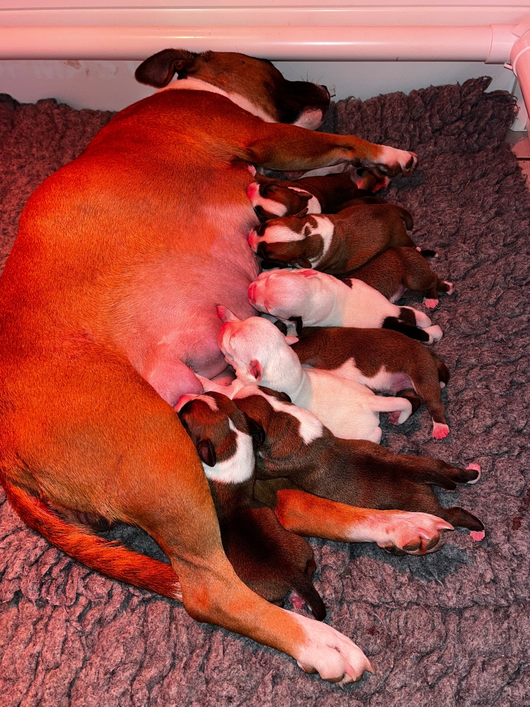 Du Clan De Sparte - Staffordshire Bull Terrier - Portée née le 20/10/2025