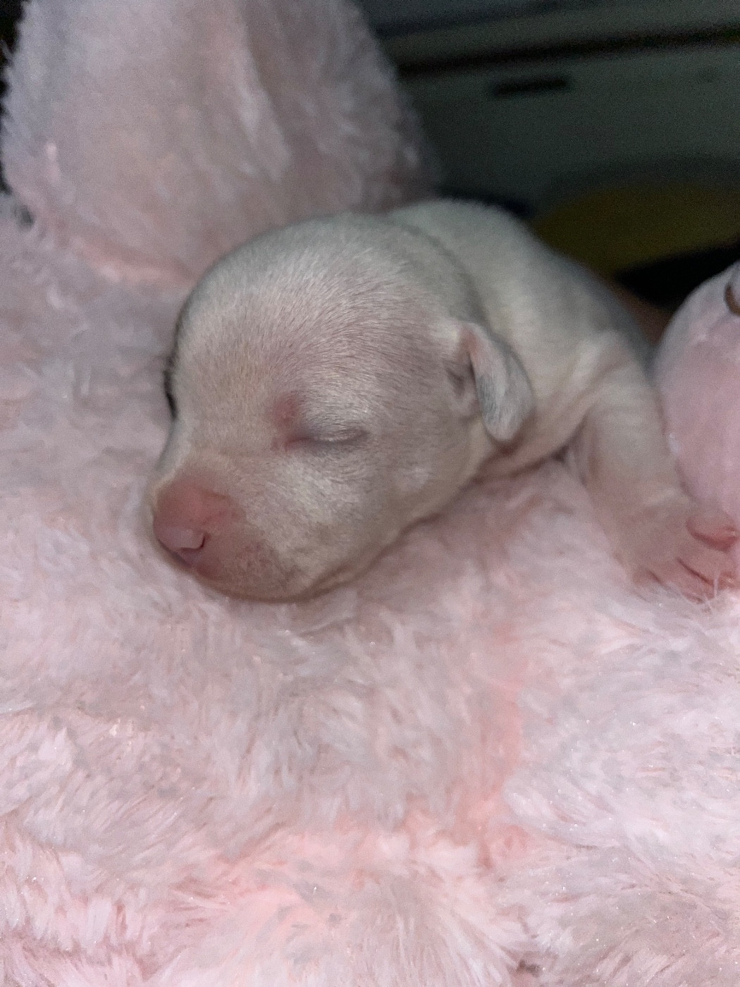 Du Clan De Sparte - Chiots disponibles - Staffordshire Bull Terrier