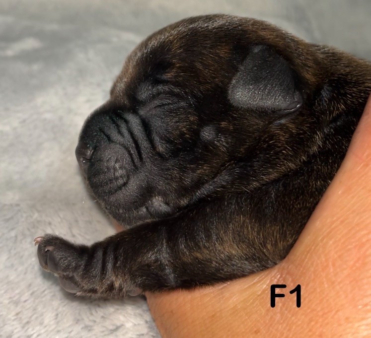 Du Clan De Sparte - Chiots disponibles - Staffordshire Bull Terrier