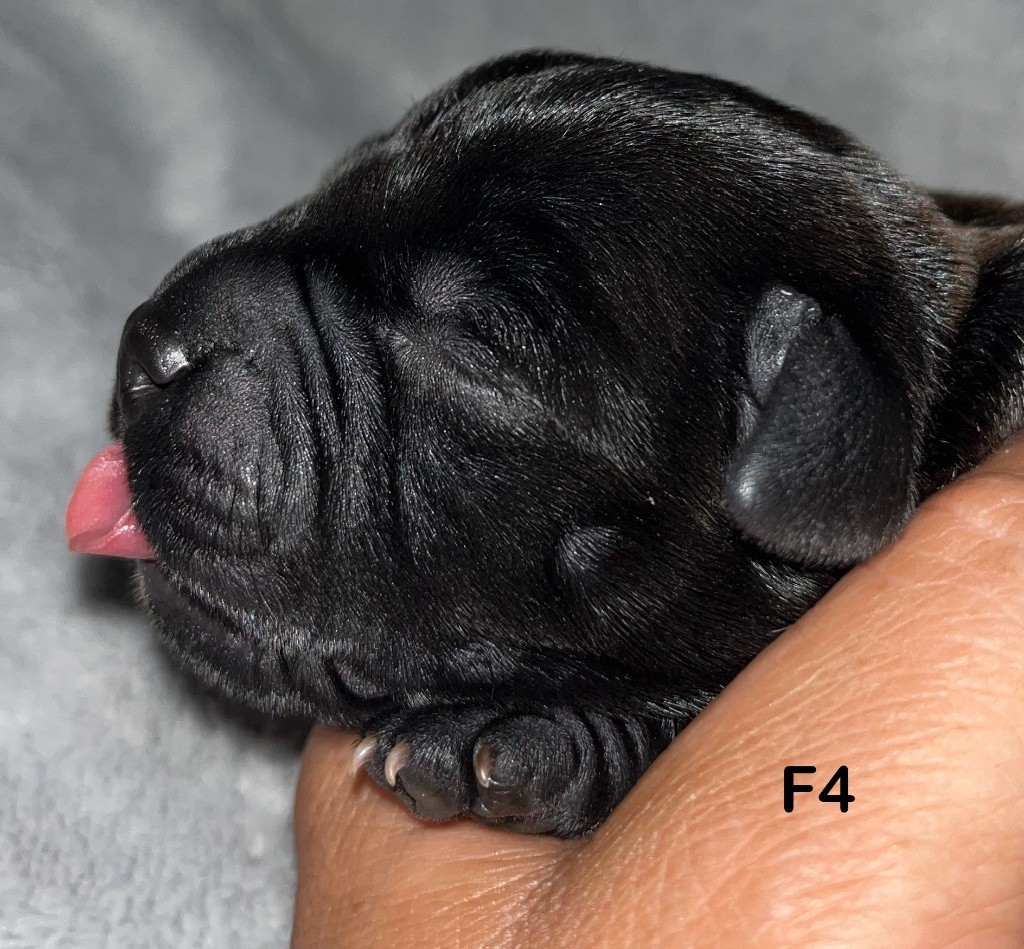 Du Clan De Sparte - Chiots disponibles - Staffordshire Bull Terrier