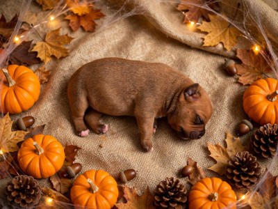 CHIOT 4