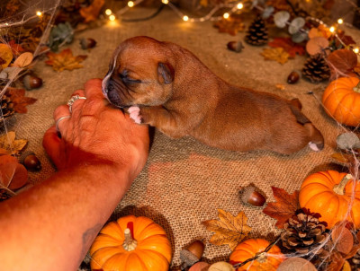 CHIOT 7