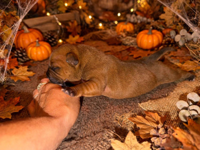 CHIOT 1
