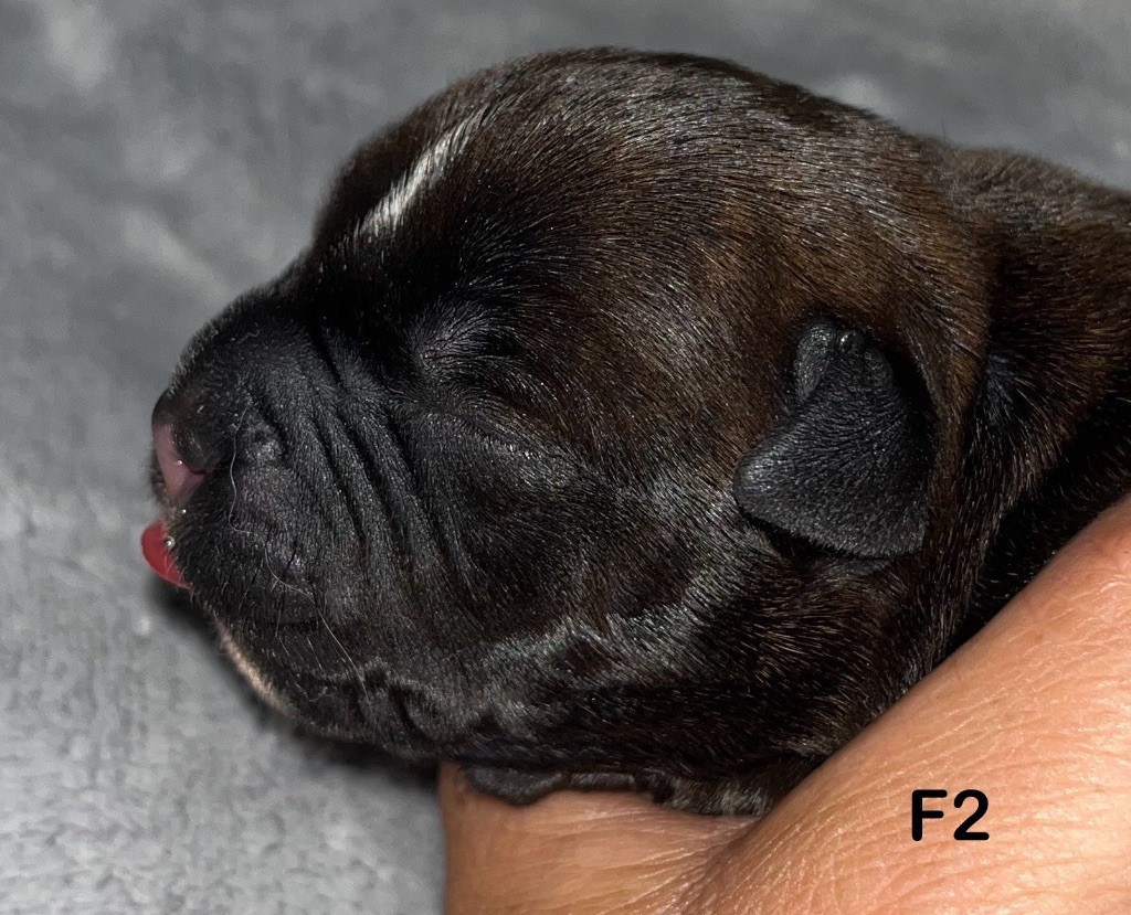 Du Clan De Sparte - Chiots disponibles - Staffordshire Bull Terrier