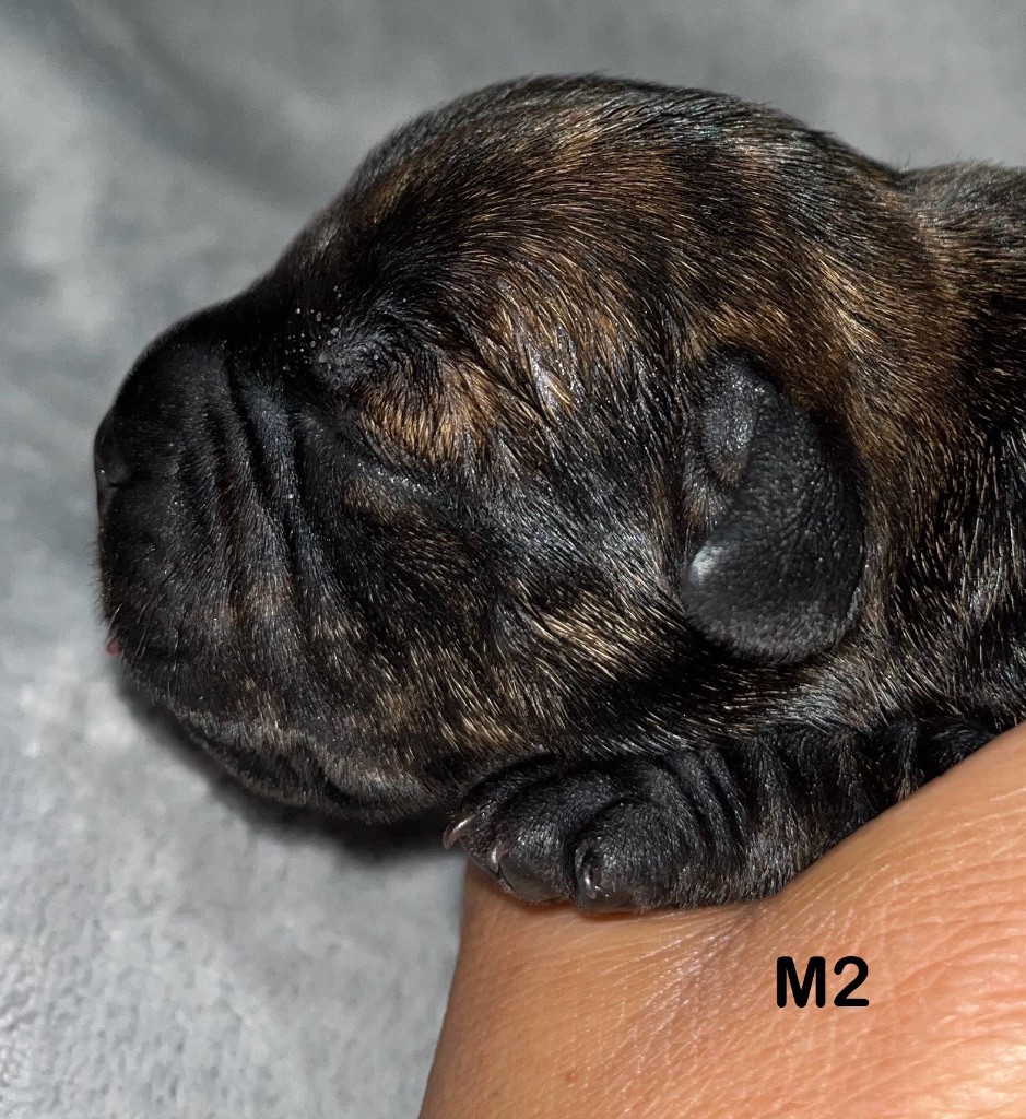 Du Clan De Sparte - Chiots disponibles - Staffordshire Bull Terrier