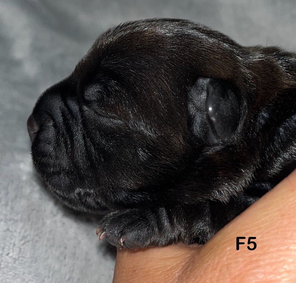 Du Clan De Sparte - Chiots disponibles - Staffordshire Bull Terrier
